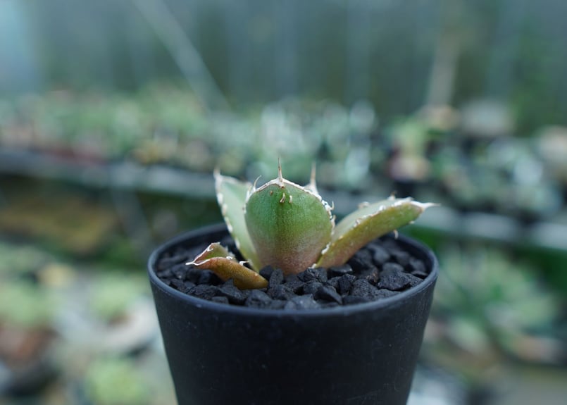 アガベ チタノタ 鬼爪雪峰 Agave titanota “Onitsume Yukimin...