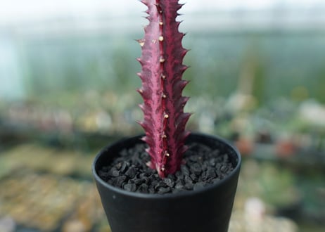 ユーフォルビア　トリゴナ　Euphorbia trigona