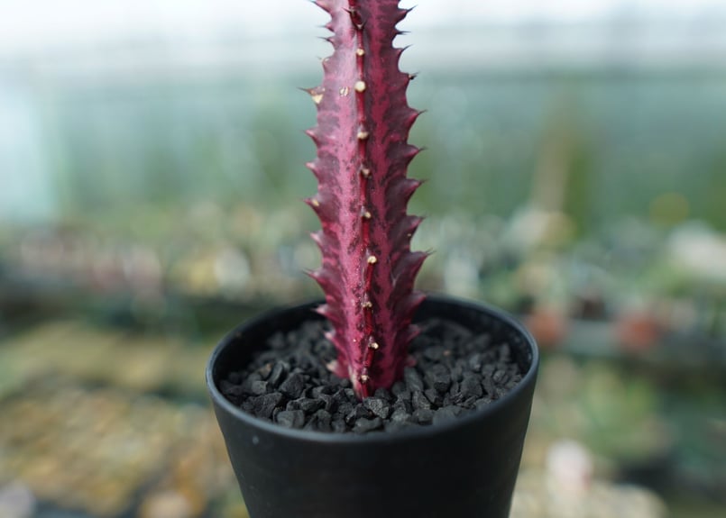 ユーフォルビア トリゴナ Euphorbia trigona | mana's farm:塊根