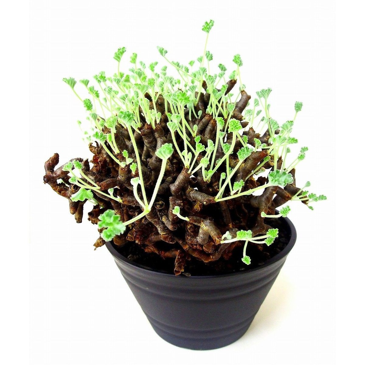 ペラルゴニウム　ミラビレ×valiem ペラルゴニウム ミラビレ×valiem 【公式通販】