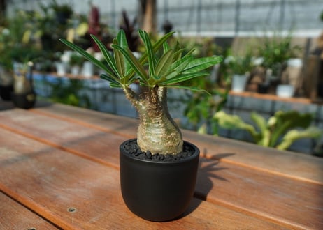 【発根管理中】パキポディウム　グラキリス　 Pachypodium Gracilius  No.8