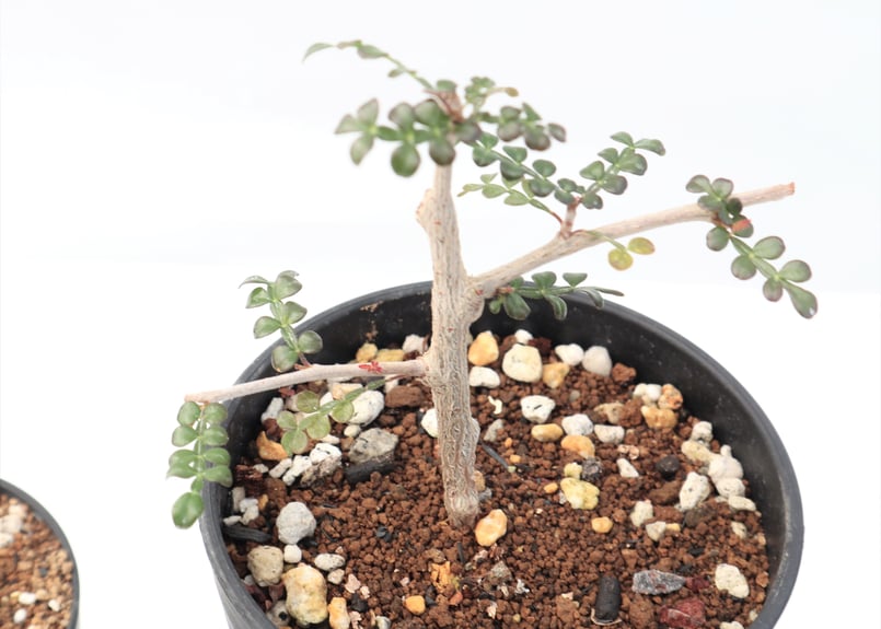 オペルクリカリア パキプス デカリー 根挿しセット №4 | mana's farm