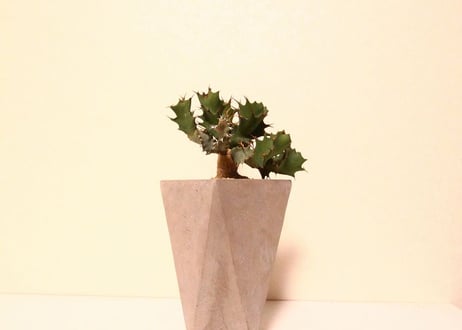 ユーフォルビア　トルチラマ　Euphorbia tortirama no.2