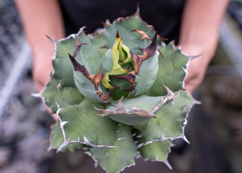 MASSES×M&M】アガベチタノタ 姫厳龍 塊根植物 多肉 コーデックス