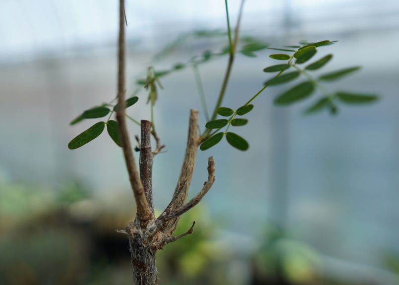 デロニクス プミラ Delonix pumila | mana's farm:塊根植物