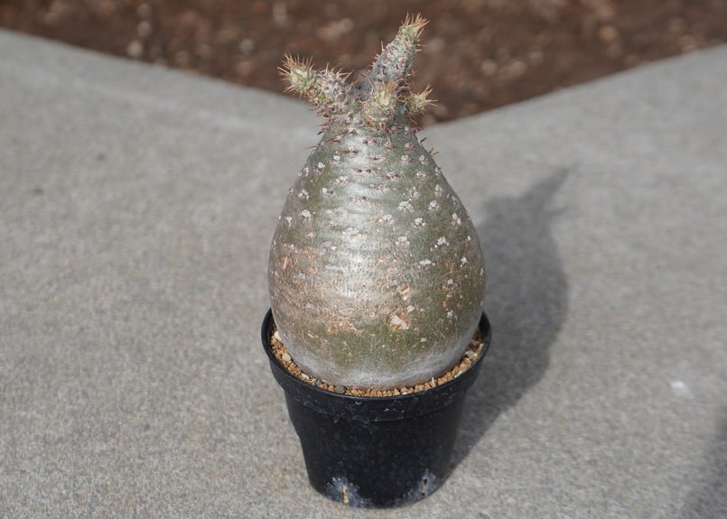 パキポディウム グラキリス No.8 | mana's farm:塊根植物・アガベ