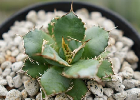 agave　titanota　フィリグリー　№1