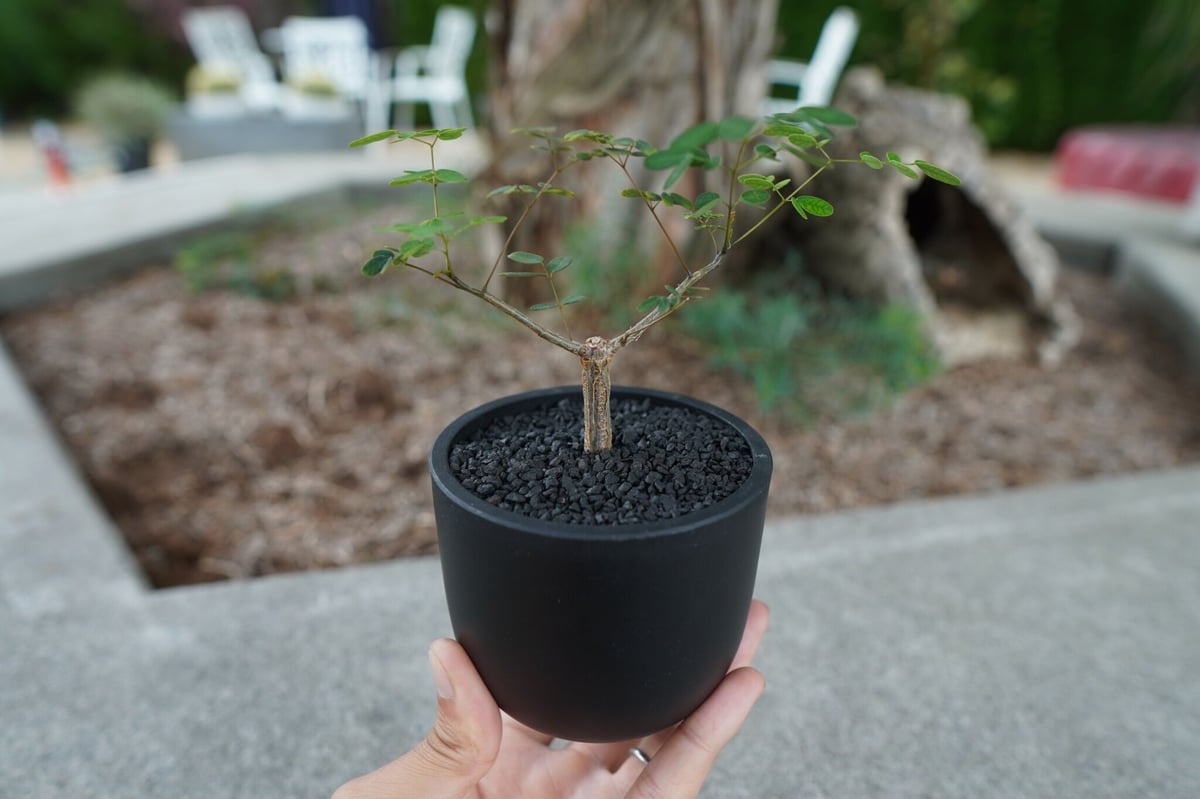 沖縄実生株】デロニクス デカリー Delonix decaryi No.2 | mana's