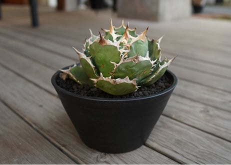 ソウラボx マナズファーム Kabusemono アガベ 4周年 限定品 mqdefault.jpg