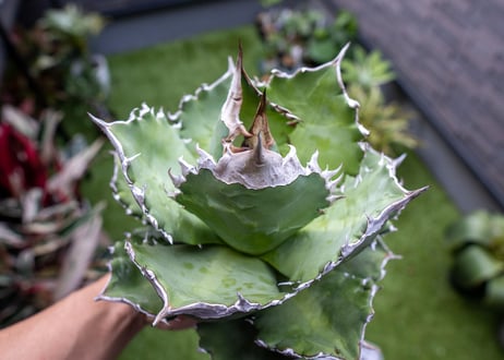 Agave White flame 白火焔