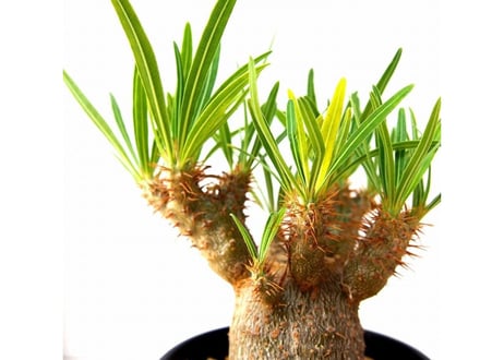 Pachypodium rosulatum   パキポディウム　グラキリス　実生