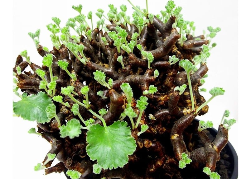 あさ丸■ペラルゴニウムミラビレPelargonium mirabile ナ236「現地株」ペラルゴニウム ミラビレ 小 抜き苗【枝折れあり