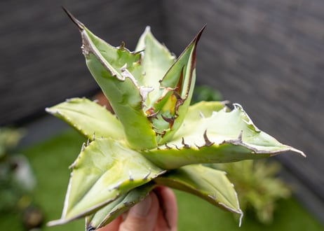 Agave Sowing seeds NO.8