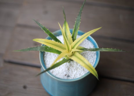 ディッキア　パラファット　Dyckia 'Pallaphat'