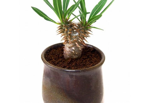 Pachypodium rosulatum   パキポディウム　ロスラーツム  №３