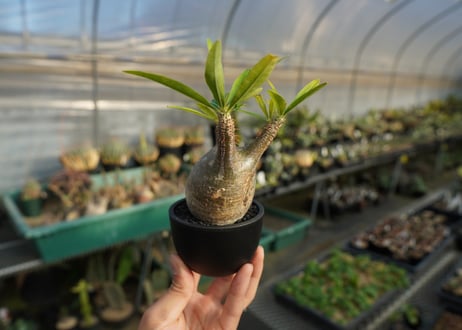 パキポディウム　グラキリス　 Pachypodium Gracilius  No.3