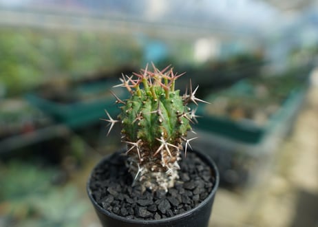 ユーフォルビア　群星冠　Euphorbia stellispina