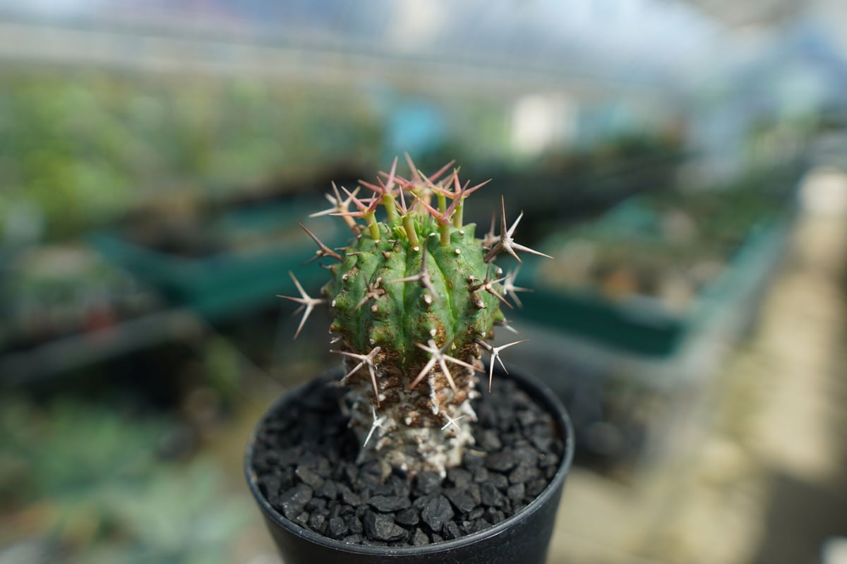 ユーフォルビア サピニー×カンダレンシス 実生 レアハイブリッド