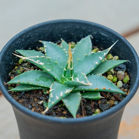 【選抜】アガベ エボリスピナ　ロングスパイン　実生　コレクション株 現物》アガべ エボリスピナ ロングスパイン 特選株 No.9291 3号