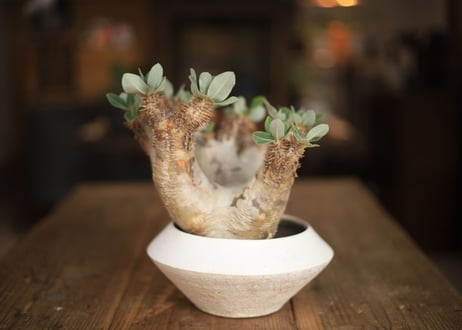 パキポディウム　デンシフローラム　Pachypodium densiflorum