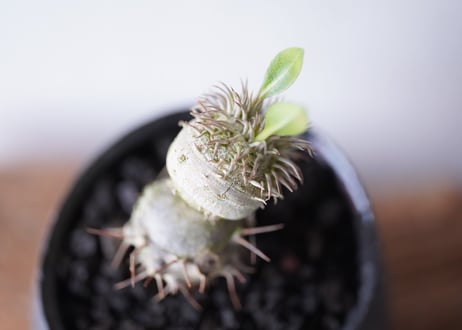 Pachypodium brevicaule