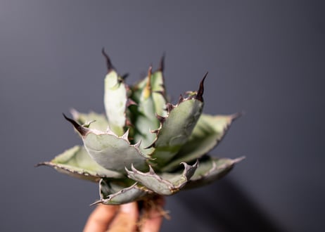 Agave titanota Agave B&B No.8