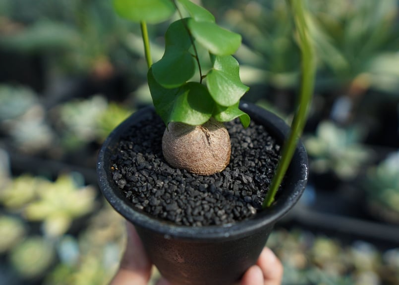 亀甲竜 Dioscorea elephantipes No.8 | mana's green: