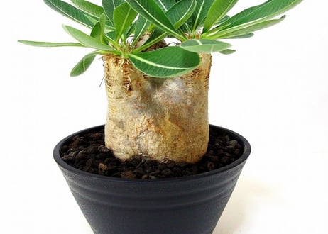 Pachypodium eburneum 　パキポディウム エブレネウム №１