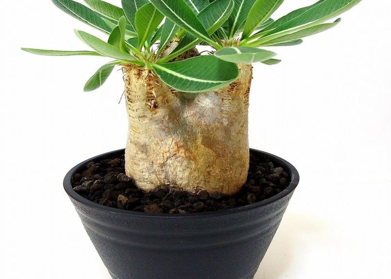 Pachypodium eburneum パキポディウム エブレネウム №1 | mana'