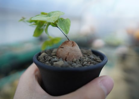 亀甲竜　Dioscorea elephantipes　C1