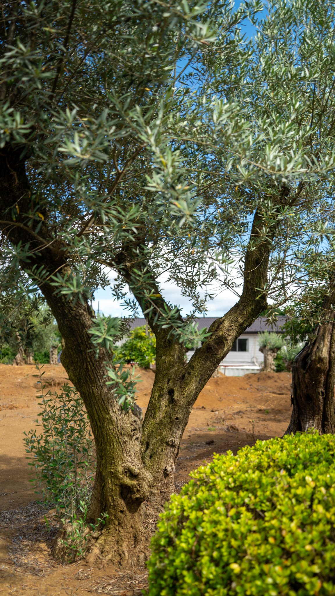 幹まわり圧巻】巨木オリーブの最高峰｜ミレニアム古木・非公開農園選抜