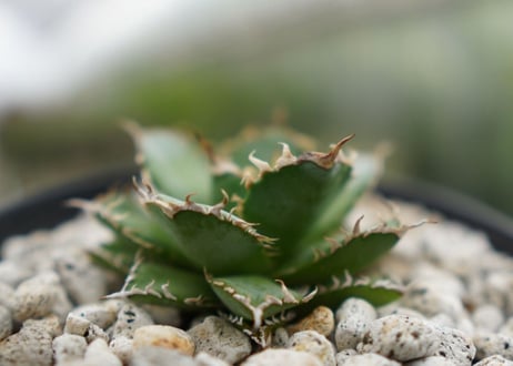 agave　titanota　フィリグリー　№1
