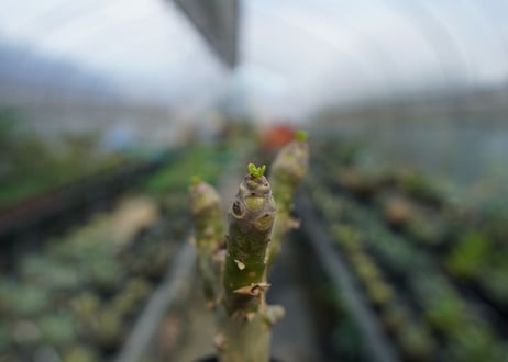 チレコドン　パニキュラータス　Tylecodon paniculatus  No.3