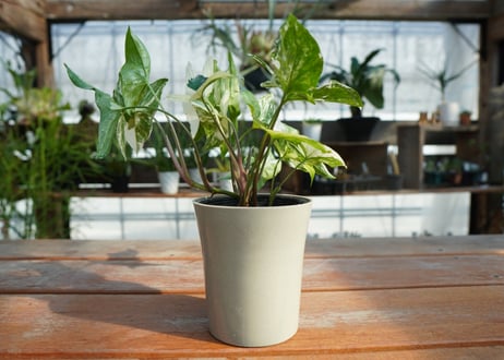 シンゴニウム　フレンチマーブル　Syngonium podophyllum 'French Marble'