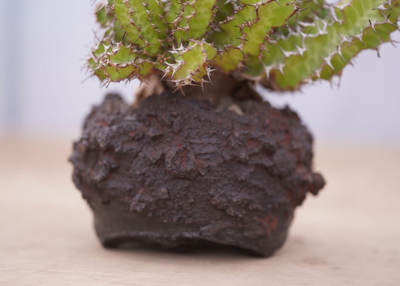 ユーフォルビア ノベリー Euphorbia knobelii | mana's farm:塊