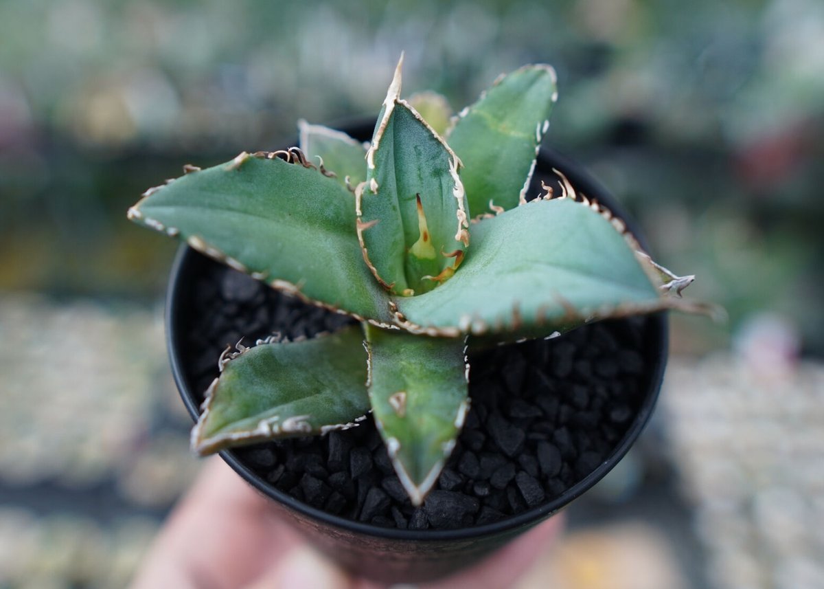 アガベ チタノタ code R agave titanota code R | mana's