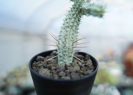 ユーフォルビア　ミルクトロン　Euphorbia mammillaris cv. variegat　No.1