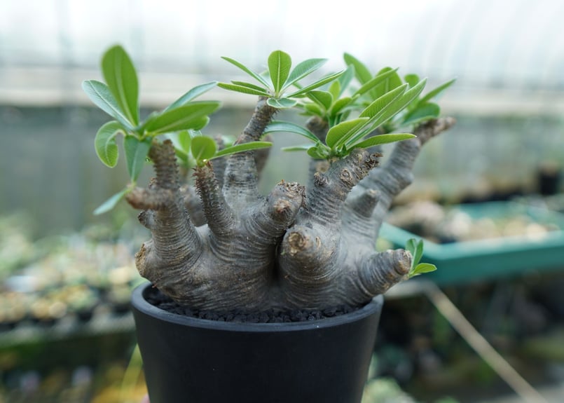 パキポディウム マカイエンセ Pachypodium makayense No.1 | man
