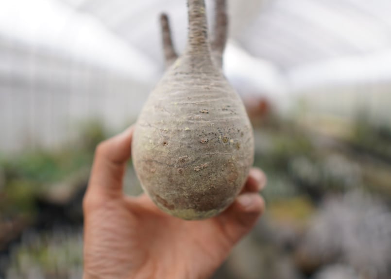 【抜き苗は割引】パキポディウムグラキリス★ウィンゾリーアンボンゲンセ光堂パキプス fit=scale-down,w=1200