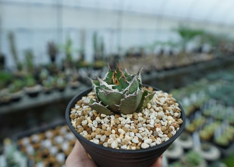 アガベ　チタノタ　FO-76　agave titanota  FO-76　No.26