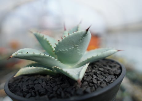 アガベ　ドラゴントゥース　Agave Dagontoes　No.1
