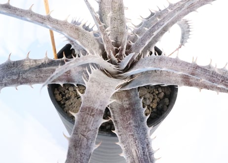 Dyckia  Rock × ML Red