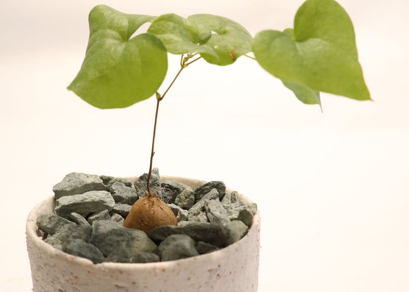 亀甲竜 実生 | mana's farm:塊根植物・アガベ・ドライガーデン