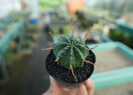 ユーフォルビア　スーパーバリダ　Euphorbia super valida  No.9