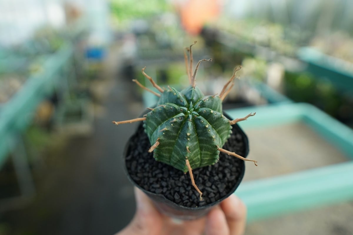 ユーフォルビア スーパーバリダ Euphorbia super valida No.9 |