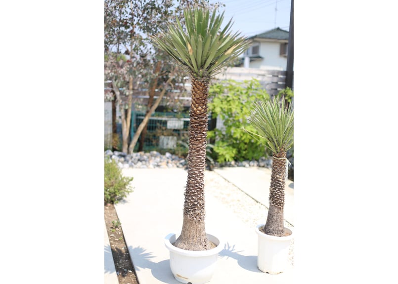 ユッカ フィリフェラ | mana's green:塊根植物販売|マナズグリーン ユッカ フィリフェラ | mana's green:塊根植物販売|マナズグリーン