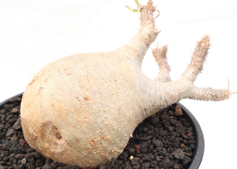 パキポディウム グラキリス no.91 | mana's farm:塊根植物・アガベ