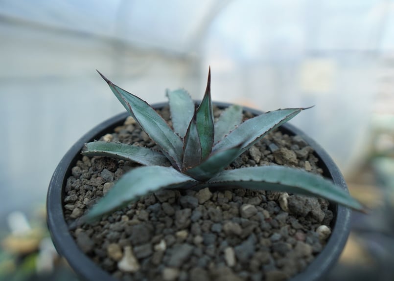 アガベ リトルシャーク Agave Little Shark | mana's farm:塊根