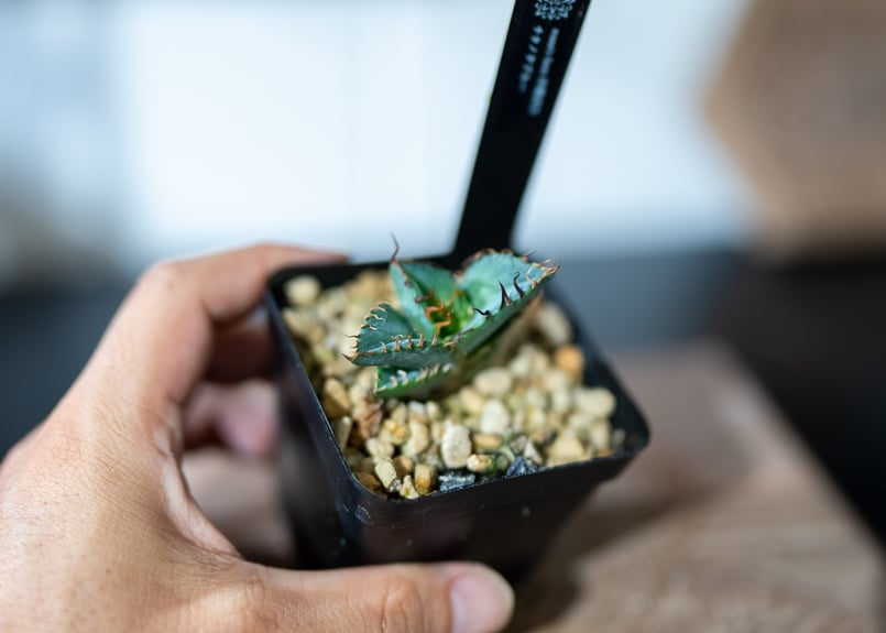 アガベ チタノタ ドワーフ 実生選抜株 一日一株実生選抜 #アがべ