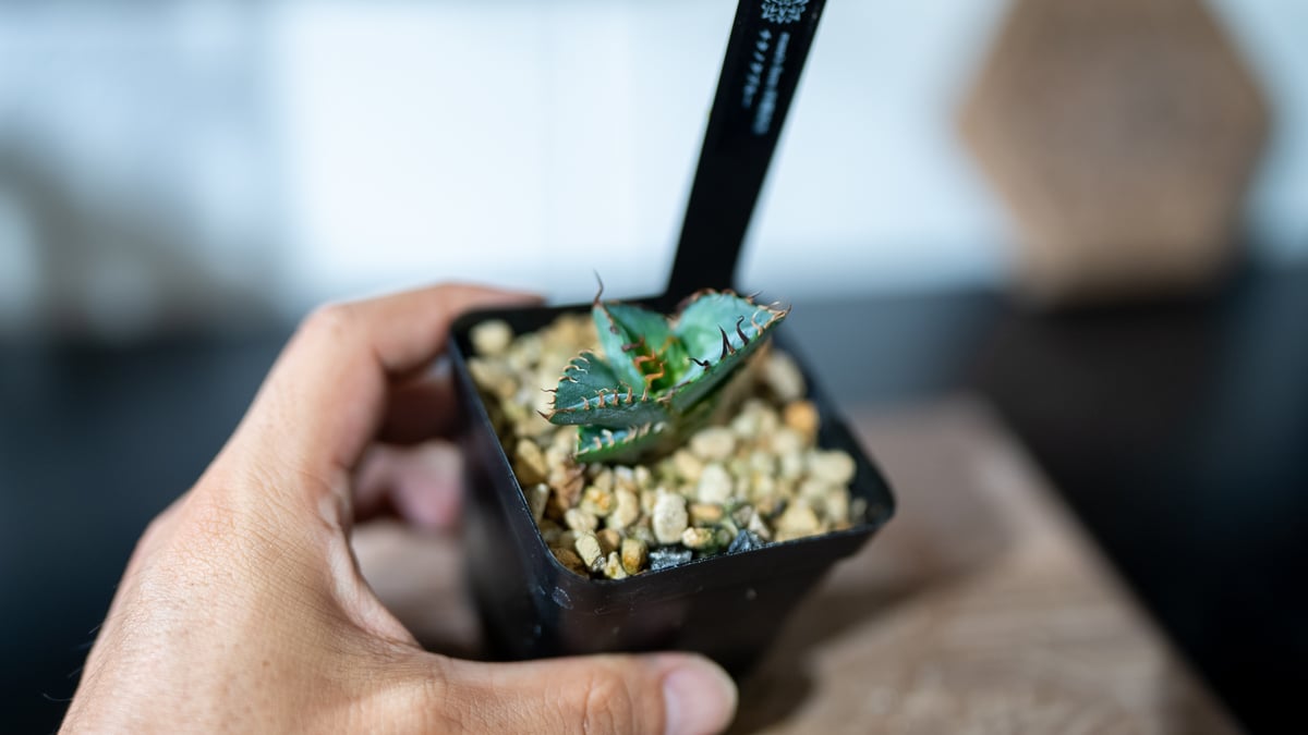 アガベ　チタノタ　実生　選抜 実生チタノタは親と同じにならない？形がバラバラな理由と選抜の魅力